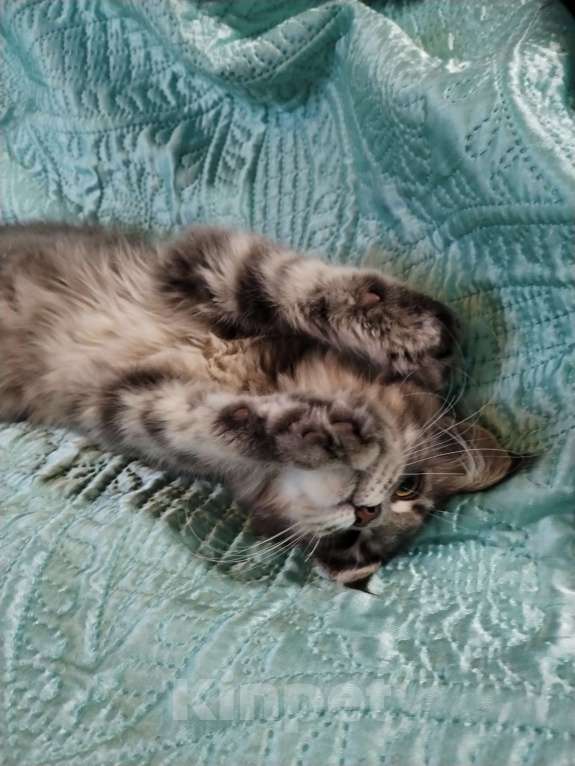 Кошки в Петрозаводске: Котята мейн-кун  Девочка, Бесплатно - фото 5