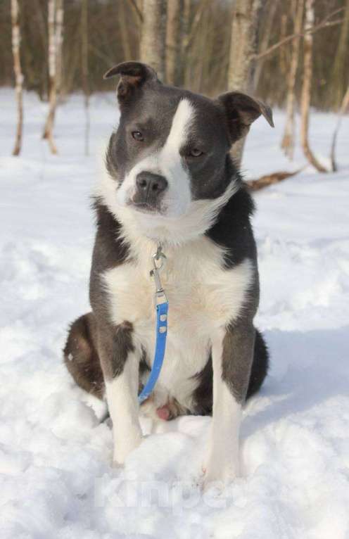 Собаки в Москве: Американский стаффордширский терьер Мальчик, Бесплатно - фото 4