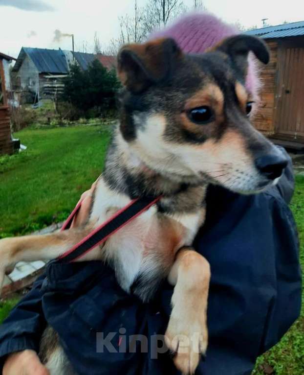 Собаки в Санкт-Петербурге: Всегда всем довольный небольшой пёсик Мальчик, Бесплатно - фото 6