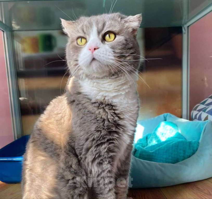 Кошки в Москве: Марсика морили голодом Мальчик, Бесплатно - фото 4