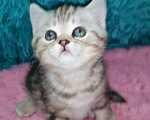 Кошки в Москве: Шотландские котята шиншилла  Девочка, 18 000 руб. - фото 5