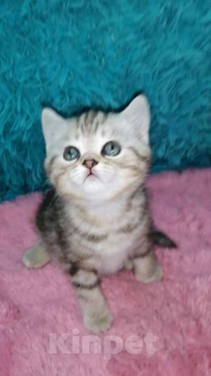 Кошки в Москве: Шотландские котята шиншилла  Девочка, 18 000 руб. - фото 5