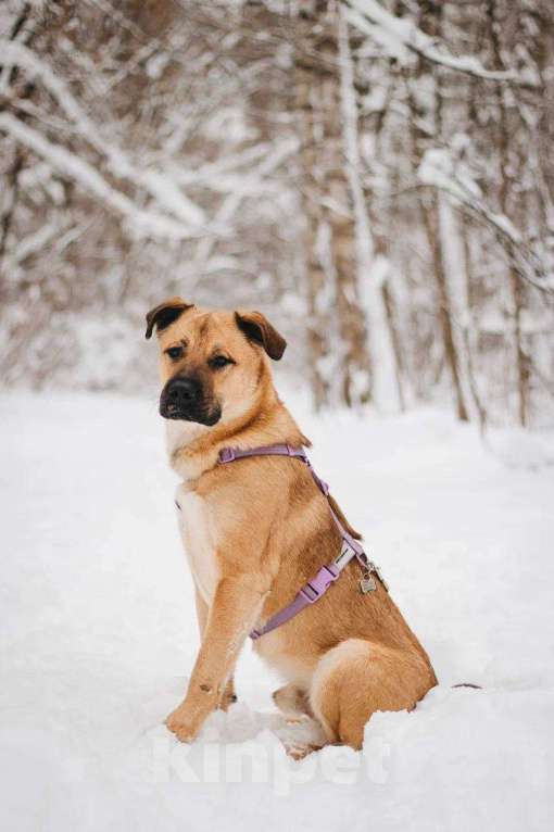 Собаки в Москве: Йен ищет дом Мальчик, Бесплатно - фото 3