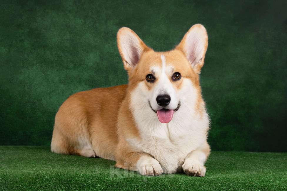 Собаки в Омске: Готов к вязке г. Омск Мальчик, Бесплатно - фото 7