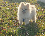 Собаки в Костроме: Померанский шпиц девочка Девочка, 30 000 руб. - фото 4