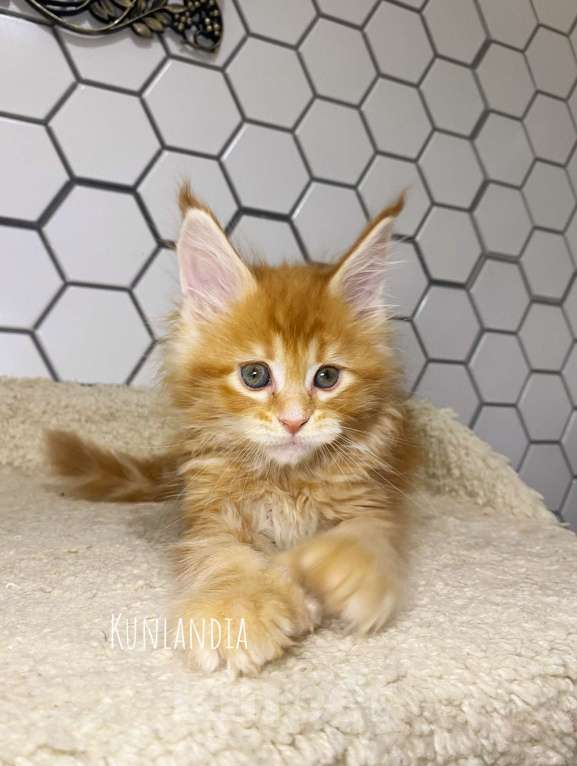 Кошки в Екатеринбурге: девочка поликун Девочка, 35 000 руб. - фото 1