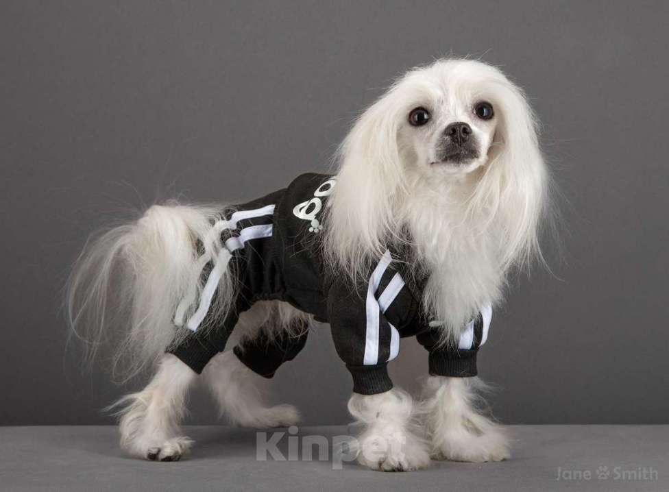 Собаки в Москве: Идеальный крашечный мальчик мальтипу Ф1 Мальчик, Бесплатно - фото 2