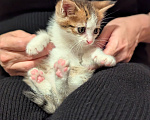 Кошки в других городах Московской области: Котята  1,5 месяца Мальчик, Бесплатно - фото 6