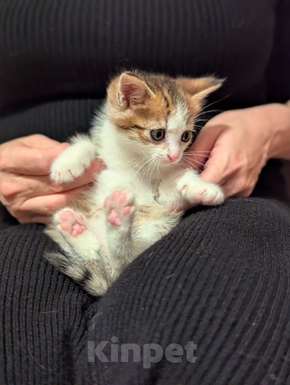 Кошки в других городах Московской области: Котята  1,5 месяца Мальчик, Бесплатно - фото 6
