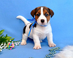 Собаки в Тюмени: Щенки Джек Рассел терьер мальчики и девочки Мальчик, 30 000 руб. - фото 4