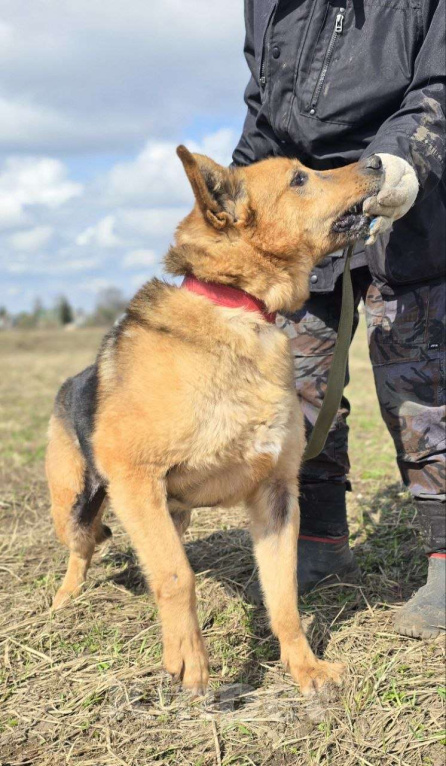 Собаки в Королеве: Линда Девочка, Бесплатно - фото 2