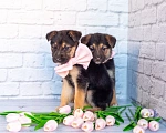 Собаки в Химках: Нюша и Плюша 🎀🎀 Девочка, Бесплатно - фото 4