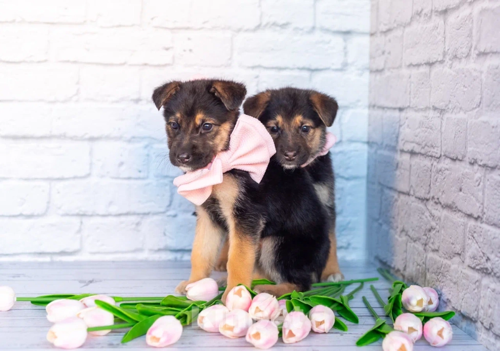 Собаки в Химках: Нюша и Плюша 🎀🎀 Девочка, Бесплатно - фото 4