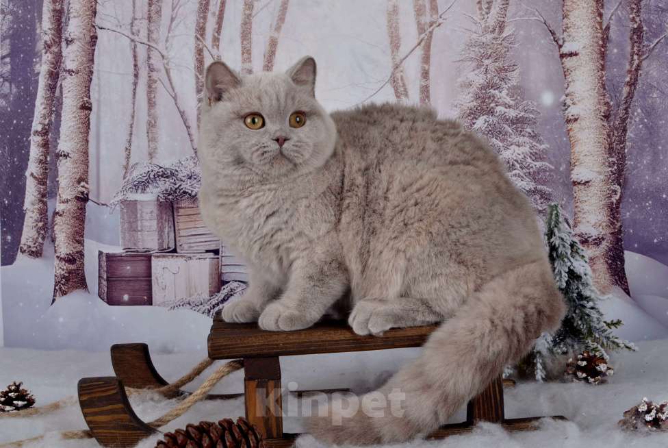 Кошки в Санкт-Петербурге: Британская кошечка черепахового окраса Девочка, 45 000 руб. - фото 8