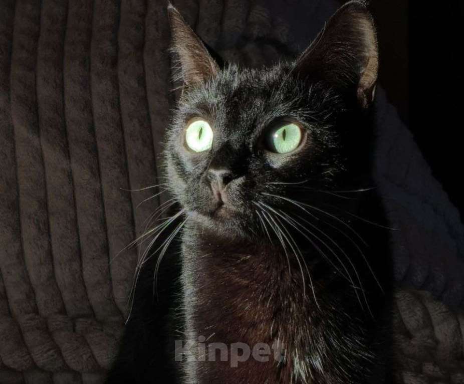 Кошки в Москве: Шанти — леди в черном. Молодая кошечка в добрые руки. Девочка, Бесплатно - фото 1