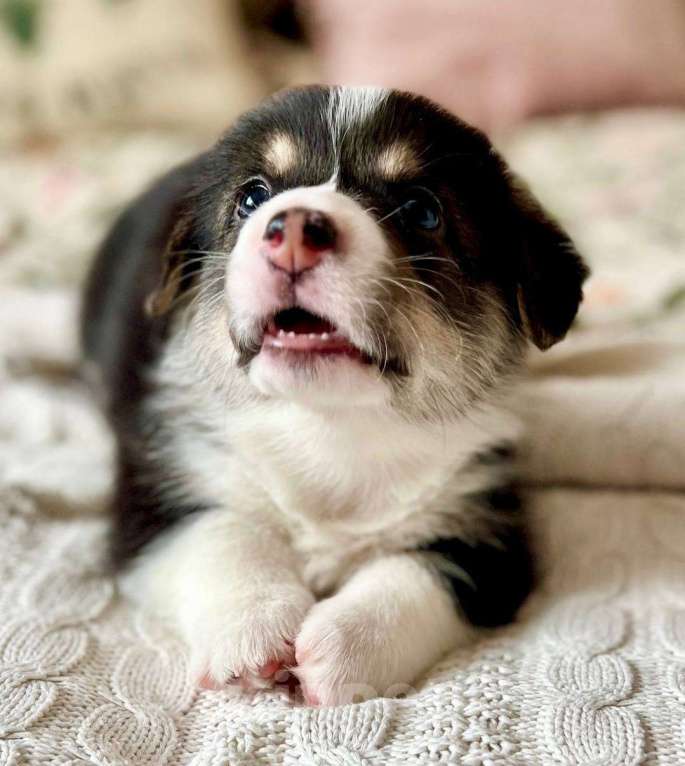 Собаки в Челябинске: Щенок Вельш корги пемброк Мальчик, 60 000 руб. - фото 1
