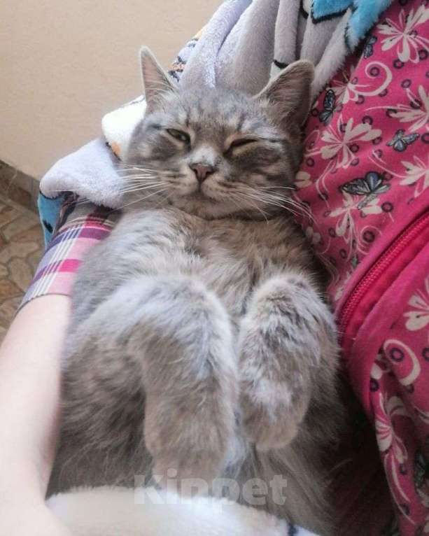 Кошки в Москве: Особенный котенок Дымок, переживший человеческое насилие, ищет дом и любящих людей!  Мальчик, Бесплатно - фото 1