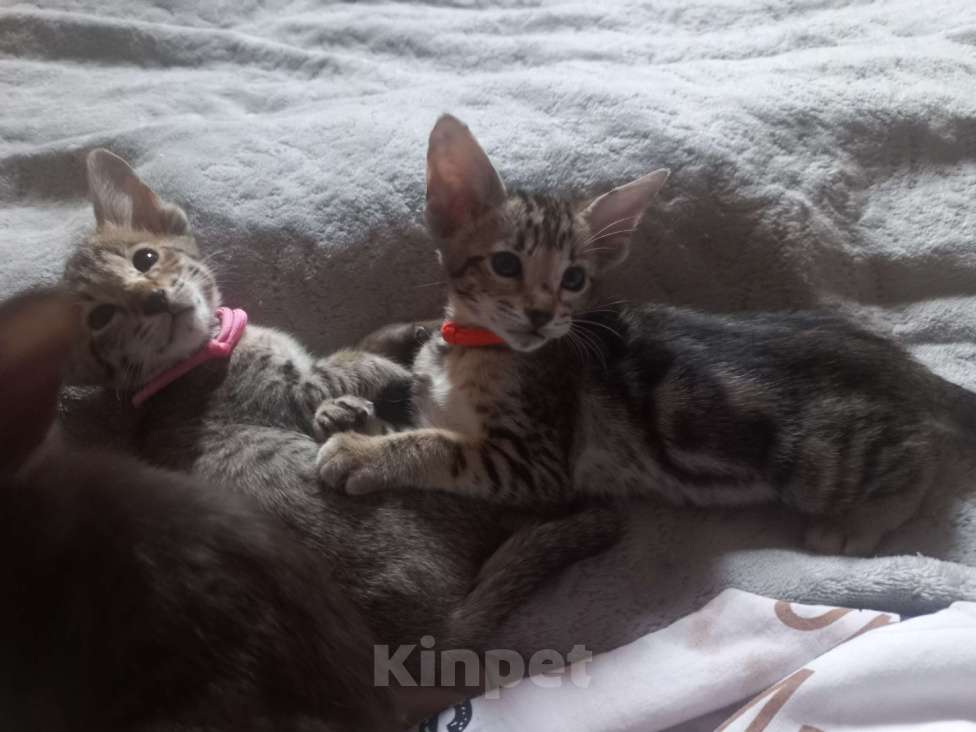 Кошки в Волгограде: Ориентальные котята  Девочка, Бесплатно - фото 1