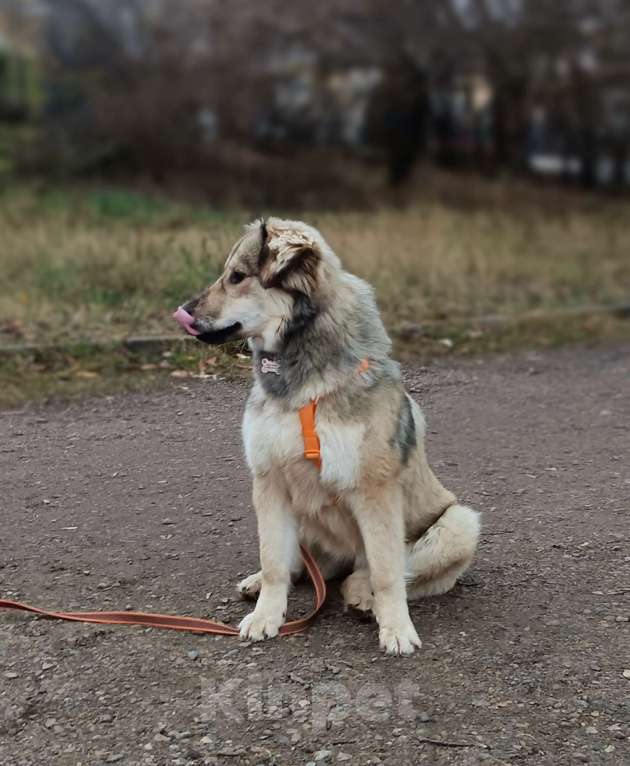 Собаки в Москве: Ваша личная Фея Девочка, Бесплатно - фото 5