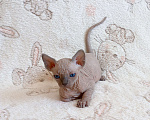 Кошки в Санкт-Петербурге: Котята канадского сфинкса Мальчик, Бесплатно - фото 1