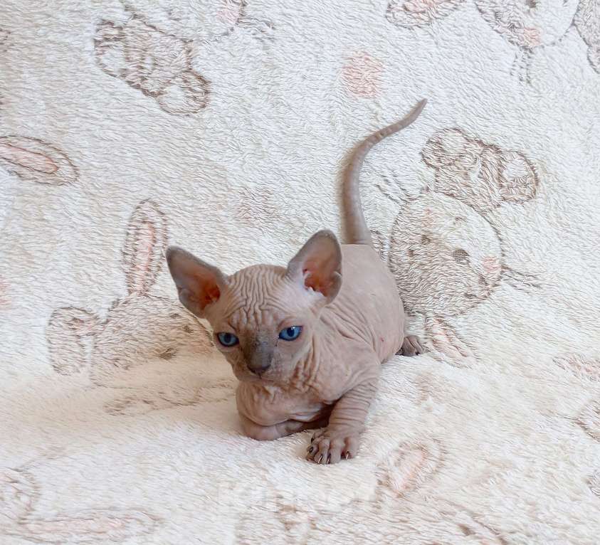 Кошки в Санкт-Петербурге: Котята канадского сфинкса Мальчик, Бесплатно - фото 1