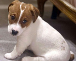 Собаки в других городах Московской области: Мальчик Джек Рассел терьера Мальчик, 55 000 руб. - фото 3