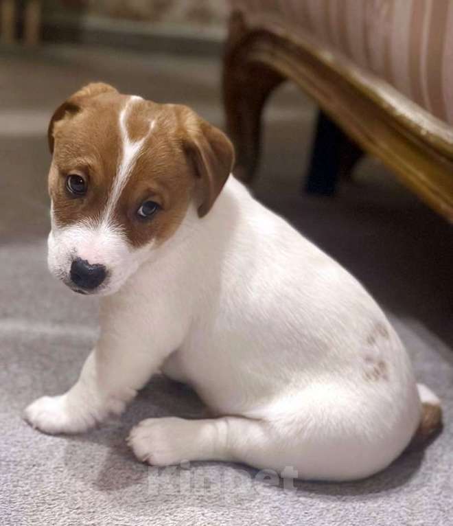 Собаки в других городах Московской области: Мальчик Джек Рассел терьера Мальчик, 55 000 руб. - фото 3