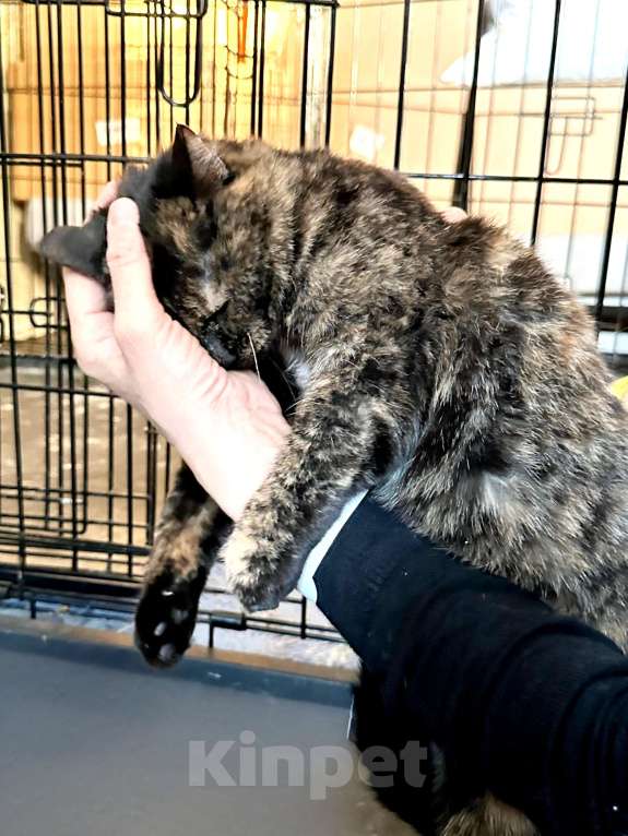 Кошки в Санкт-Петербурге: Кошечка Арина Девочка, 100 руб. - фото 3