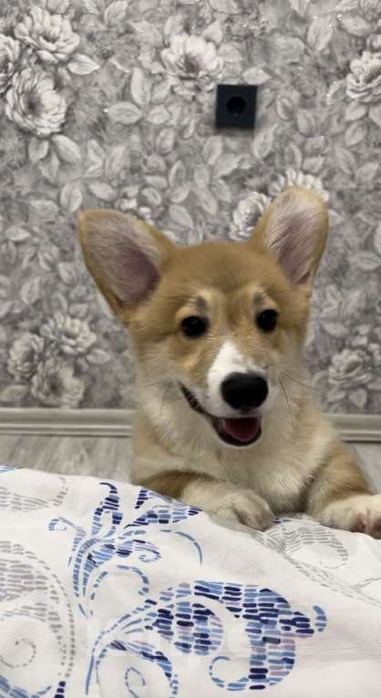 Собаки в Москве: Щенок Корги пемброк  Мальчик, 35 000 руб. - фото 2