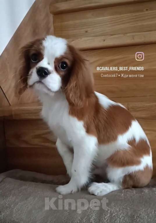 Собаки в Саратове: Мальчики кавалерчики Мальчик, Бесплатно - фото 3