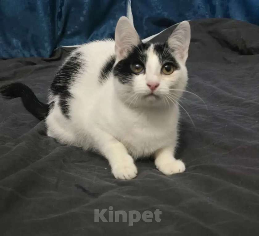 Кошки в Москве: Кошечка 8 месяцев Девочка, 150 руб. - фото 5