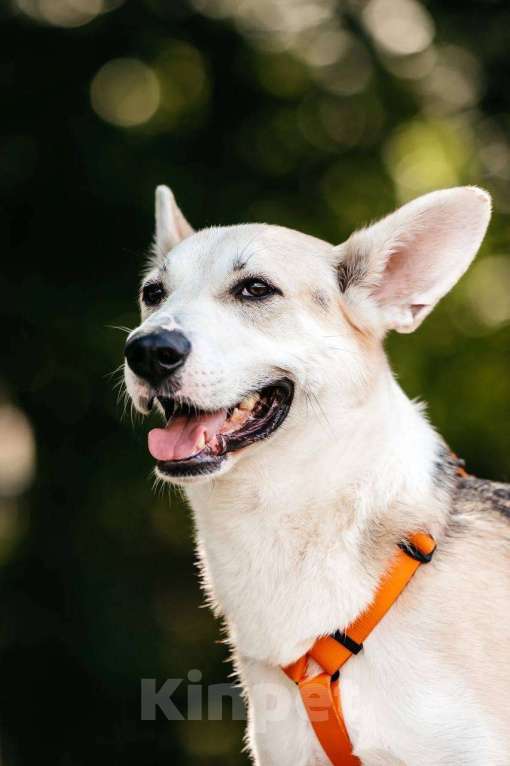 Собаки в Москве: Марко - мальчик, который смог 🧙 Мальчик, Бесплатно - фото 8