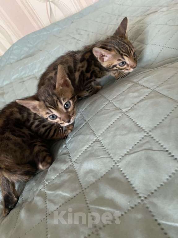 Кошки в Красноярске: Лекса Девочка, 12 000 руб. - фото 5