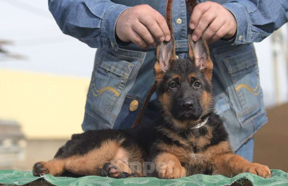 Собаки в Краснодаре: Щенки немецкой овчарки Разнополые, 45 000 руб. - фото 5