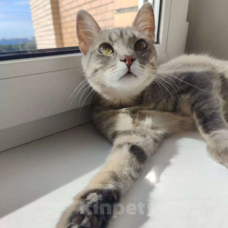 Кошки в Москве: Барселону никто не замечает Девочка, Бесплатно - фото 2