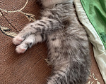 Кошки в Казани: Котята Разнополые, Бесплатно - фото 2