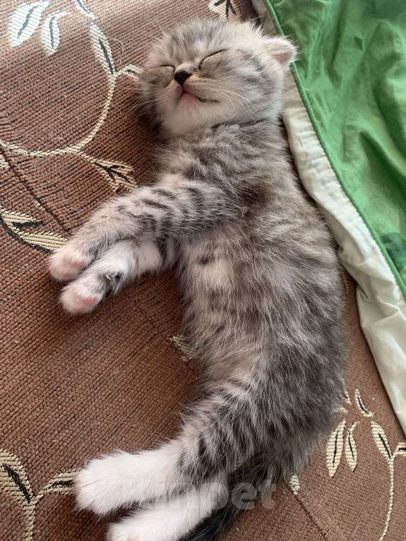 Кошки в Казани: Котята Разнополые, Бесплатно - фото 2