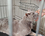Кошки в Москве: Отдаём в добрые руки 15‑летнего котика — ему очень нужен свой дом и заботливые люди! Мальчик, Бесплатно - фото 4