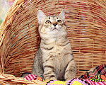 Кошки в Калуге: Шуня и Шаня, сладкие плюшечки. Котята в добрые руки. Девочка, Бесплатно - фото 4