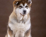 Собаки в Калуге: Щенки аляскинского маламута Мальчик, 35 000 руб. - фото 3