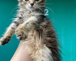 Кошки в Москве: Котята рыжие, трехцветные, мраморного окраса! В добрые руки Девочка, 10 руб. - фото 9