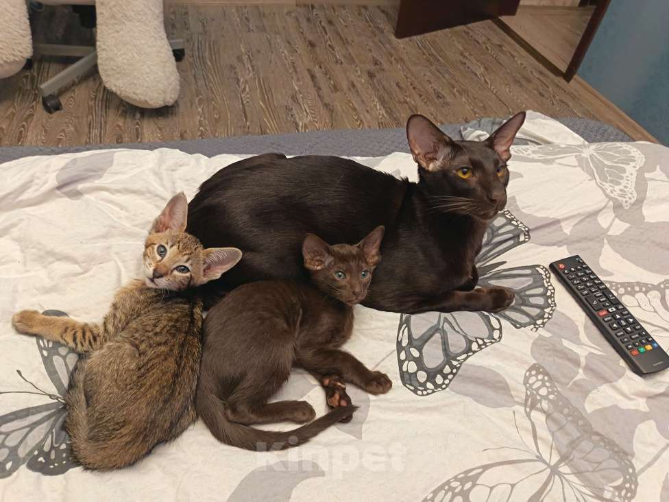 Кошки в Санкт-Петербурге: Продам ориентальных котят. Девочка, 20 000 руб. - фото 4