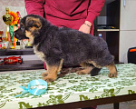 Собаки в Иркутске: Щенки немецкой овчарки РКФ Мальчик, 60 000 руб. - фото 1