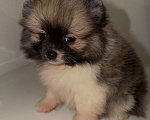 Собаки в Москве: Померанский щпиц мини Девочка, Бесплатно - фото 2