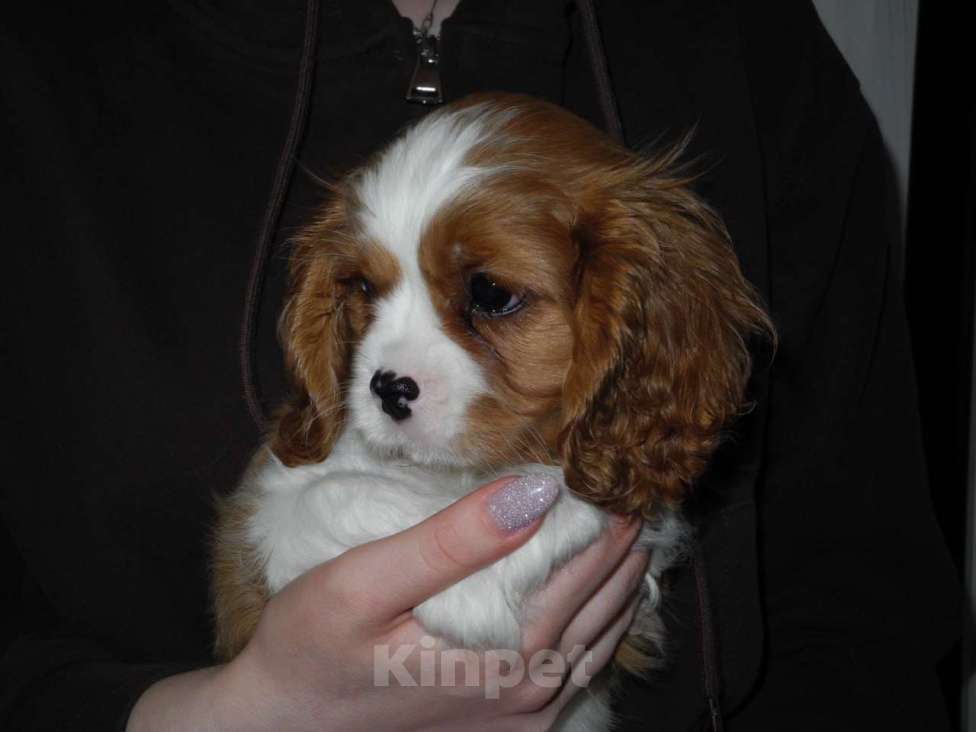 Собаки в Ярославле: Щенки кавалер Кинг Чарльз спаниель Девочка, 80 000 руб. - фото 3