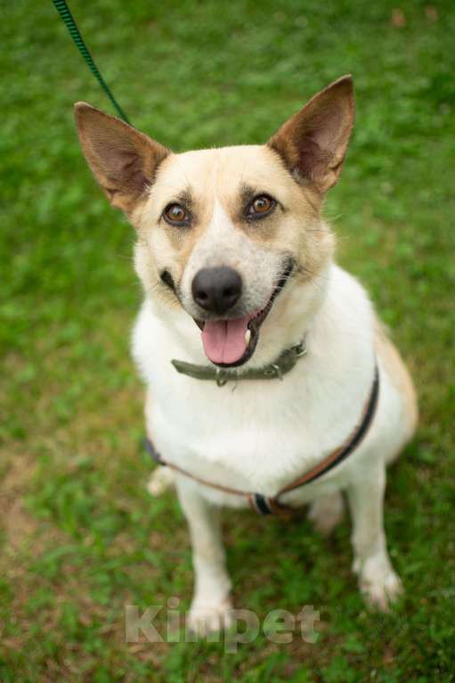 Собаки в других городах Краснодарского края: Австралийская пастушья собака по версии Яндекс в дар  Девочка, Бесплатно - фото 6