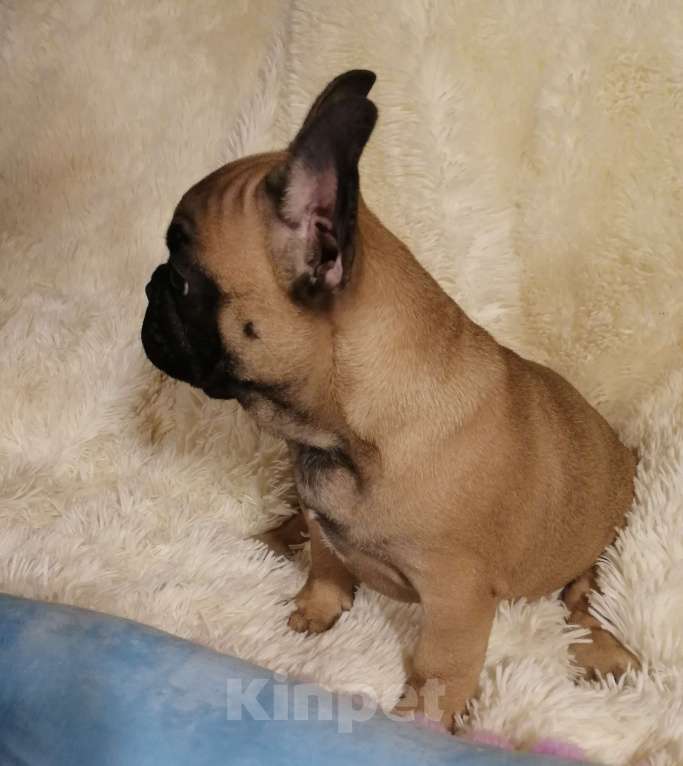 Собаки в Находке: Французский бульдог! Шикарная красотка! КВАДРО генетика!  Девочка, Бесплатно - фото 9