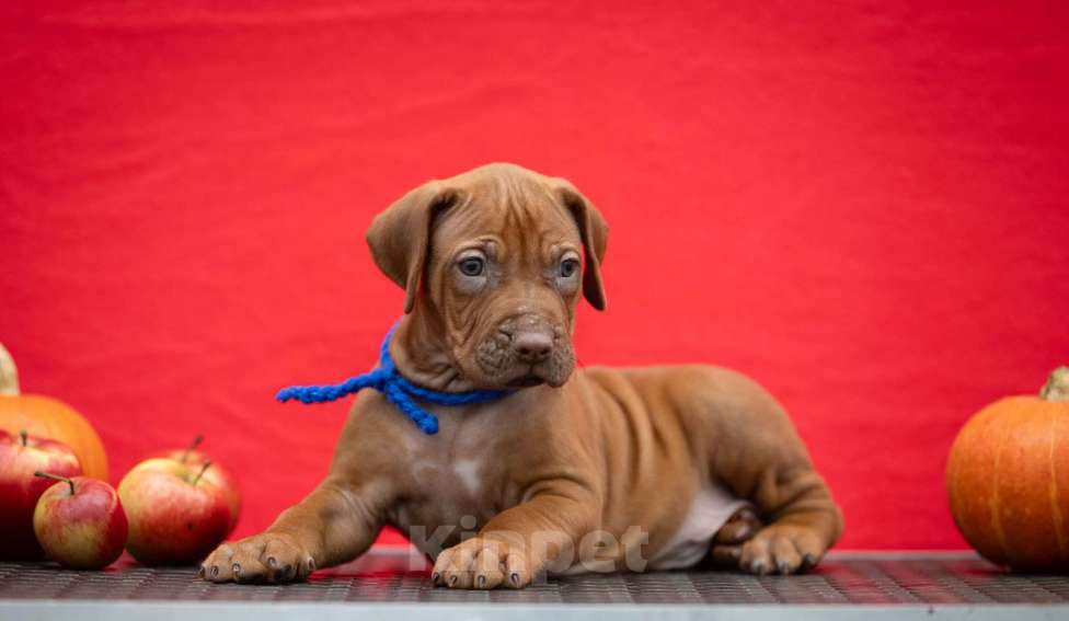 Собаки в Москве: Щенки родезийского риджбека Мальчик, Бесплатно - фото 3