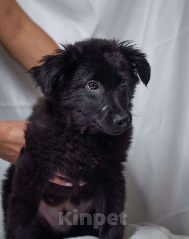 Собаки в Ногинске: Джус - маленький щенок в добрые руки Мальчик, Бесплатно - фото 3