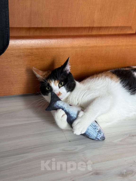 Кошки в Москве: Компанейская Дейзи мечтает о доме с вкусной едой Девочка, Бесплатно - фото 5